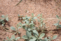 Oligochaeta ramosa
